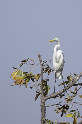 Intermediate egret.jpg
