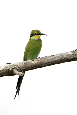 Swallow-tailed Bee-eater