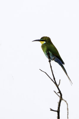 Little green bee-eater.jpg