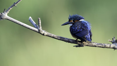 Malachite kingfisher.jpg
