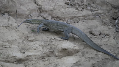 Monitor lizard.jpg