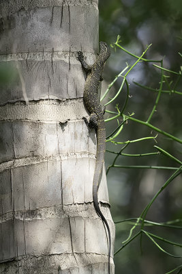 Nile monitor.jpg
