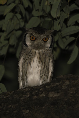 Northern white-faced owl.jpg