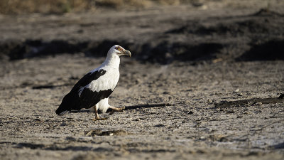 Palm-nut vulture.jpg