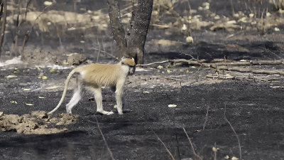 Patas monkey.jpg