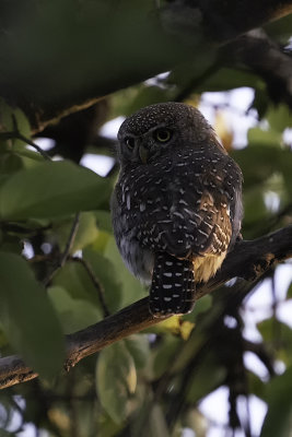Pearl-spotted owlet.jpg