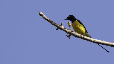 Pygmy sunbird.jpg