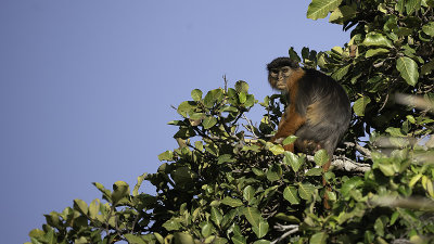 Red colobus monkey.jpg