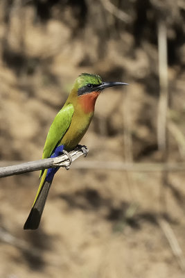 Red-throated bee-eater 3.jpg