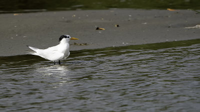 Royal tern.jpg