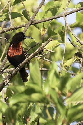 Scarlet-chested sunbird.jpg