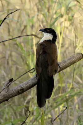 Senegal coucal 2.jpg