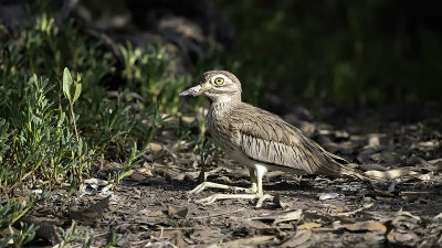Senegal thick-knee.jpg
