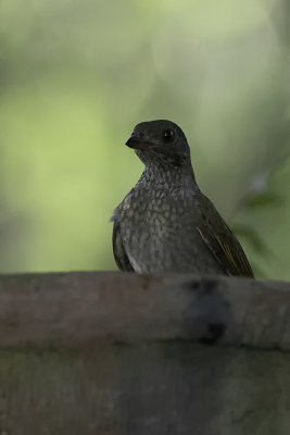 Spotted honeyguide.jpg