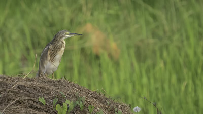 Squacco heron.jpg