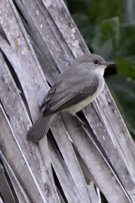 Swamp flycatcher.jpg