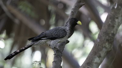 Western grey plantain-eater 2.jpg