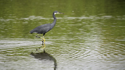 Western reef egret.jpg
