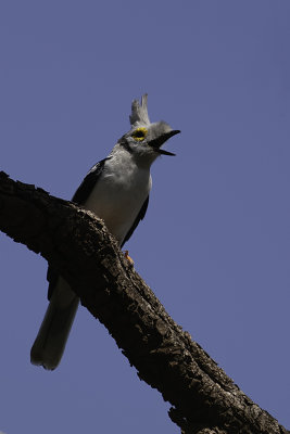 White-crested helmshrike.jpg