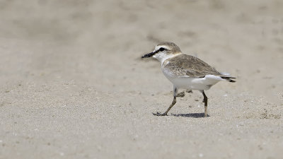 White-fronted plover.jpg