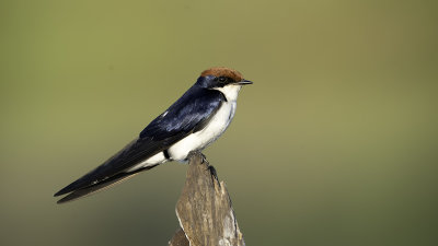 Wire-tailed swallow.jpg