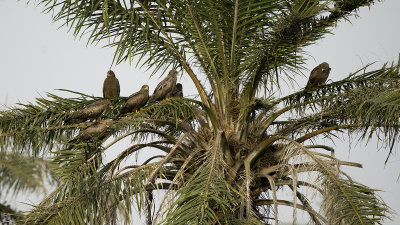 Yellow-billed kite.jpg