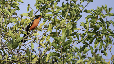 Yellow-crowned gonolek.jpg