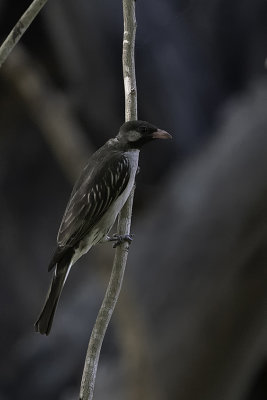Greater Honeyguide / Grote Honingspeurder