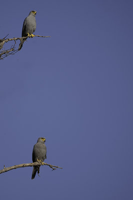 Grey Kestrel / Grijze Torenvalk