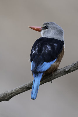 Grey-headed Kingfisher / Grijskopijsvogel