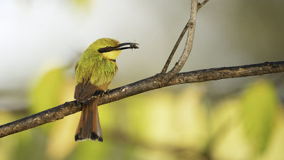 Dwergbijeneter / Little bee-eater