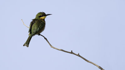 Little Bee-eater / Dwergbijeneter