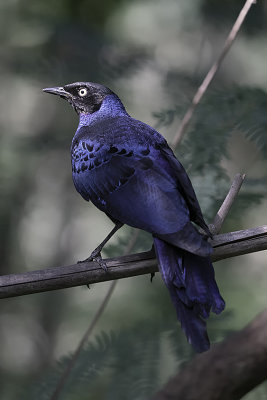 Groene langstaartglansspreeuw / Long-tailed glossy starling