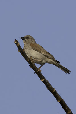 Northern grey-headed sparrow.jpg