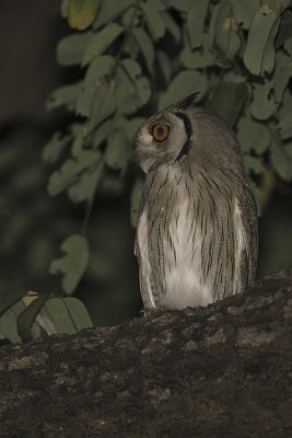 Northern white-faced owl / Noordelijke witwangdwergooruil