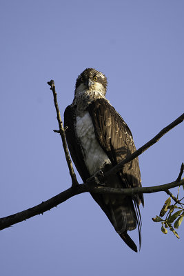 Osprey / Visarend