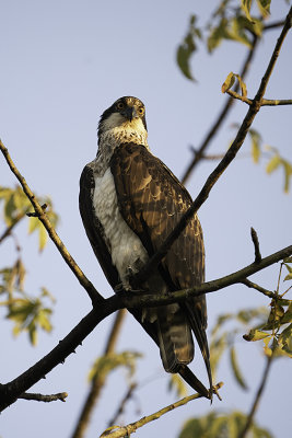 Osprey / Visarend