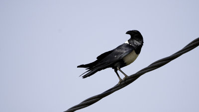 Pied crow.jpg
