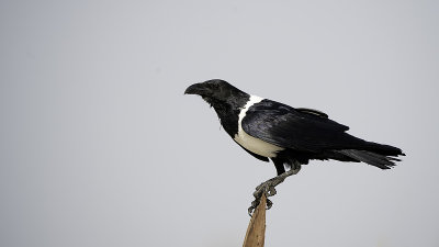 Pied crow 2.jpg