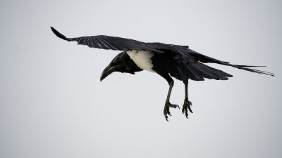 Pied crow 3.jpg