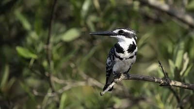 Pied Kingfisher / Bonte IJsvogel