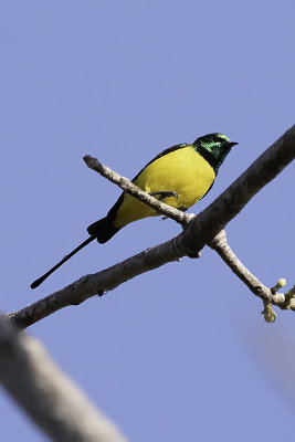 Pygmy Sunbird / Kleine Honingzuiger