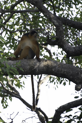 Red Colobus Monkey / Rode Franjeaap