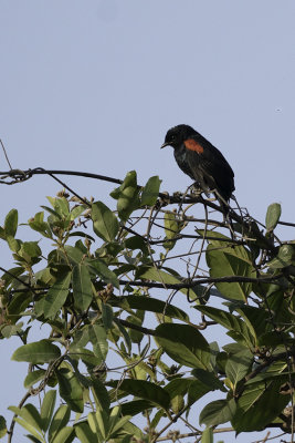 Red-shouldered Cuckooshrike / Roodschouderrupsvogel
