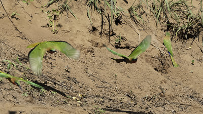 Roodkeelbijeneter / Red-throated bee-eater