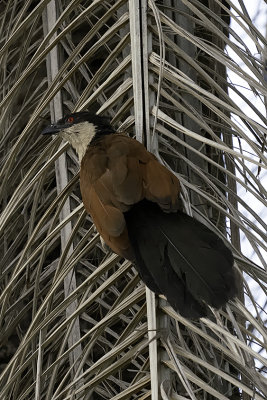 Senegal coucal / Senegalese spoorkoekoek