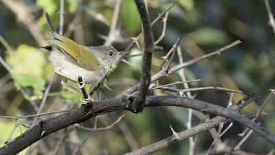 Senegal Eremomela / Groenrugeremomela