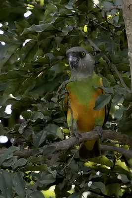 Senegal parrot / Bont boertje