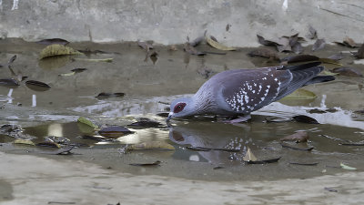 Speckled Pigeon / Gespikkelde Duif