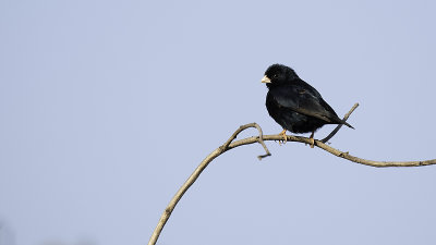 Village indigobird.jpg